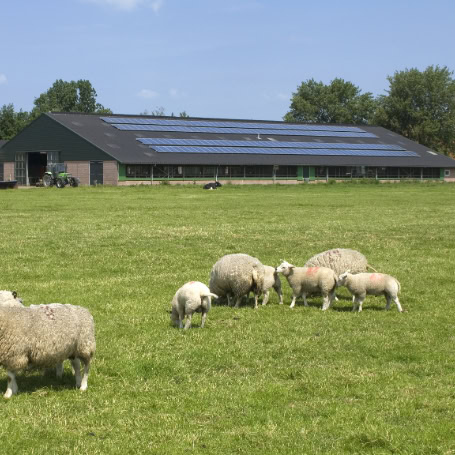 Solar panels installed on a farm building with sheep grazing in the foreground, showcasing renewable energy integration in agriculture. ARC Renewables helps UK farmers maximise land potential with solar power solutions.